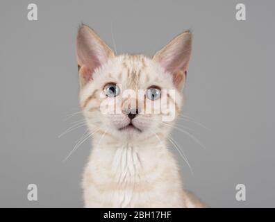 Bengal Kitten, UK. Stock Photo