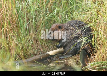 North American beaver, Canadian beaver (Castor canadensis), sits on shore, Canada, Ontario, Algonquin Provincial Park Stock Photo