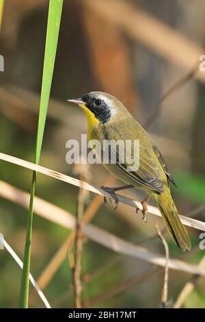 common yellowthroat (Geothlypis trichas), male perching in reed, side view, Canada, Ontario, Point Pelee National Park Stock Photo
