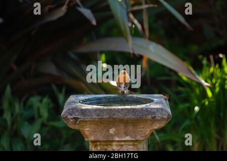 A single European robin (Erithacus rubecula) sitting on the edge of a birdbath, Fife, Scotland. Stock Photo