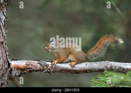 eastern red squirrel, red squirrel (Tamiasciurus hudsonicus), sits on a spruce, Canada, Ontario, Algonquin Provincial Park Stock Photo