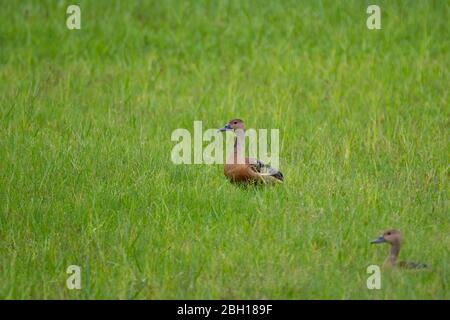 A pair of Lesser whistling ducks (Dendrocygna javanica), in the lush green fields, during the monsoons. Stock Photo