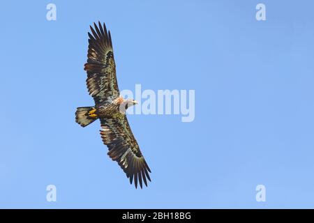 American bald eagle (Haliaeetus leucocephalus), juvenile flying , bird migration, Canada, Ontario, Point Pelee National Park Stock Photo