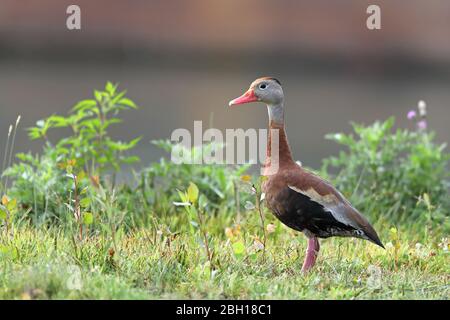 Red-billed whistling duck, Black-bellied whistling duck (Dendrocygna autumnalis), stands in greenland, Canada, Ontario Stock Photo