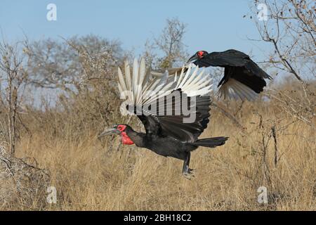 southern ground hornbill, ground hornbill (Bucorvus leadbeateri, Bucorvus cafer), two ground hornbills taking off, South Africa, Lowveld, Krueger National Park Stock Photo