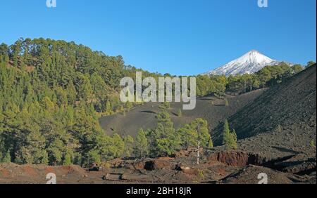 Canary pine (Pinus canariensis), Canary pines on volcanic rocks in front of Pico del Teide, Canary Islands, Tenerife, Teide National Park Stock Photo