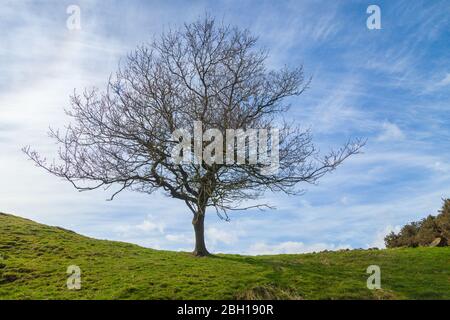 A lone tree on a hill near MossMorran Fife, Scotland, UK Stock Photo
