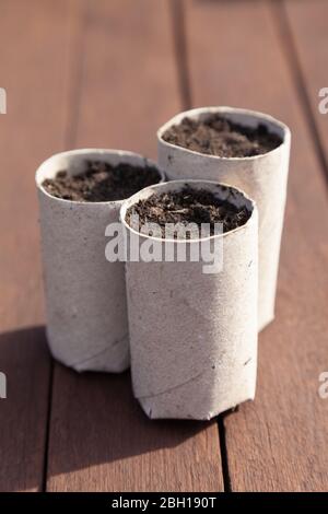 Cardboard toilet roll holders reused as planters Stock Photo