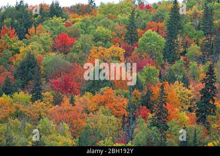 colouring of the leaves in autumn at Opeongo Lake, Canada, Ontario, Algonquin Provincial Park Stock Photo