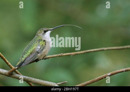 Ruby-throated hummingbird (Archilochus colubris), female perches on a branch with tongue sticked out, Canada, Ontario, Long Point Park Stock Photo