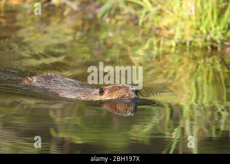 North American beaver, Canadian beaver (Castor canadensis), swimming, with mirror image, Canada, Ontario, Algonquin Provincial Park Stock Photo