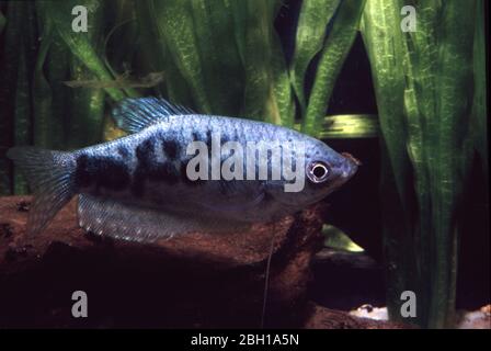Three spot or Blue gourami (Trichopodus trichopterus), marble or 'Cosby' var. Stock Photo