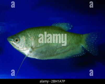 Three spot or Blue gourami (Trichopodus trichopterus), marble or 'Cosby' var. Stock Photo