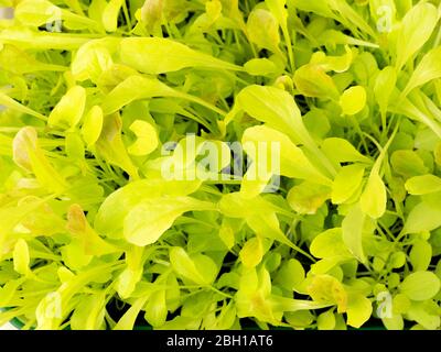 Close up of young Salad Bowl lettuce leaves Stock Photo