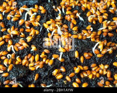 Close up of cress seeds germinating on moist compost Stock Photo
