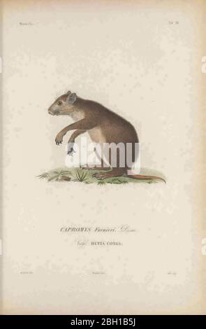 Desmarest's hutia (Capromys pilorides), also known as the Cuban hutia ...