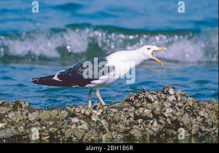 Male Kelp or Dominican Gull (Larus dominicanus.)  Milford, Hauraki Gulf,  New Zealand, North Island. Also known as Southern Black-backed Gull Stock Photo