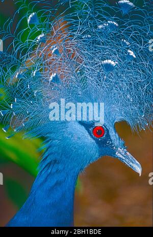 Victoria Crowned Pigeon ,  (Goura Victoria,)  from Indonesia and Papua New Guinea. Stock Photo