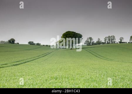 A green field of wheat surrounding a single tree with tractor tracks or tractor lines Stock Photo