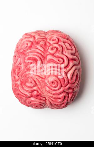 Human brain anatomical model on a plain background Stock Photo