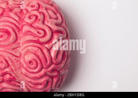 Human brain anatomical model on a plain background Stock Photo