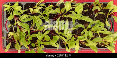 Beetroot seedlings seen from above in a plug plant tray. Stock Photo