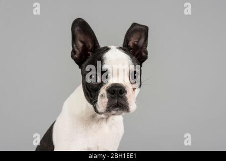 Boston Terrier Puppy (female, 14 weeks old), UK. Stock Photo