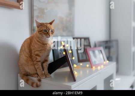 tabby cat sitting on the edge of a piece of furniture next to photo frames, look at the room Stock Photo