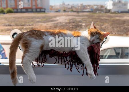 white and brown cat lies in a hammock by the window in a funny way Stock Photo