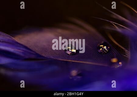 Macro water drops on plume on dark background, abstract concept. Stock Photo