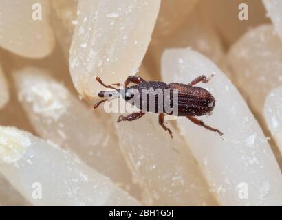 Macro Photography of Rice Weevil or Sitophilus oryzae on Raw Rice Stock Photo