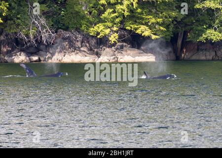 Orca Killer Whale spraying water through its blow hole Stock Photo - Alamy