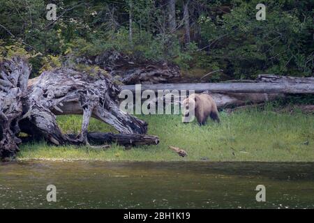 Wild Bear in Alaska, on the edge of the Misty Ffords lakes national park Stock Photo