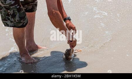 A fisherman is removing a hook from a sea robin fish mouth on the beach. Stock Photo