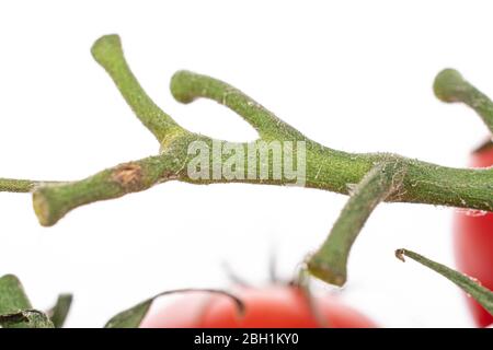 One whole cherry tomato sprig isolated on white Stock Photo