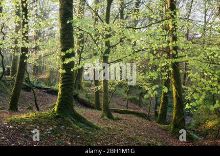 Newly opened beech leaves shimmering in the early morning sunlight, Cornwall Stock Photo