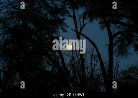 Full African Moon rising behind silhouetted trees at night. Photographed in Kenya Stock Photo