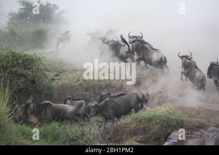 Annual migration of over one million white bearded (or brindled) wildebeest and 200,000 zebras at Serengeti National Park, Tanzania,