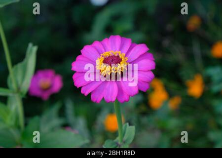 Pink zinnia elegans flowers. Common Zinnia (Zinnia elegans