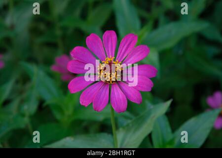 Pink zinnia elegans flowers. Common Zinnia (Zinnia elegans) bloom