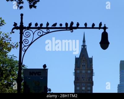 Birds perched on a old style lamppost Midtown New York City, NY, USA Stock Photo