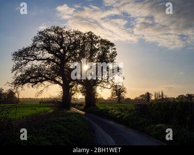 Twin oak trees in a country lane in the evening.The sun hang in the branches.The lane curves through hedges and verges. Perspective leads the eye. Stock Photo
