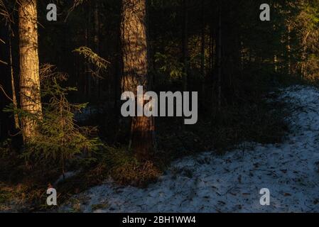 Landscape. Spring forest at sunset. The bright warm light of the sun creates contrasting dark shadows and bright highlights on the tree trunks. Most o Stock Photo