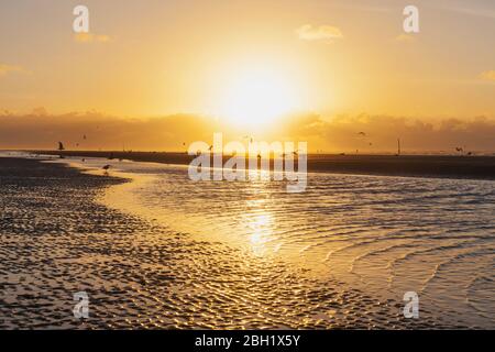 Silhouette seagulls on shore at beach against orange sky during sunset, North Sea Coast, Flanders, Belgium Stock Photo