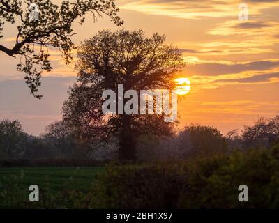 Featuring a single Oak tree in evening sunshine in April with beautiful sky and new leaves. Stock Photo