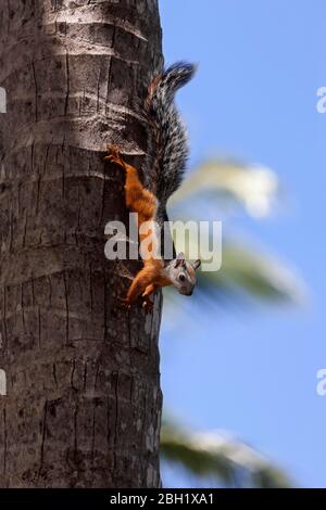 Variegated squirrel (Sciurus variegatoides) climbing upside down on a tree trunk, Samara, Costa Rica Stock Photo