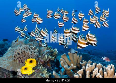 Swarm of fish Pacific bannerfish (Heniochus chrysostomus), pair of Bennetts butterflyfish (Chaetodon bennetti) swimming over coral reef, Pacific Stock Photo