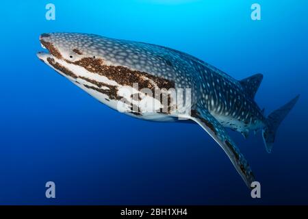 Whale shark (Rhincodon typus), in blue water, with heavy infestation of parasitic ruddy crayfish (Pandarus rhincodonicus), Pacific, Sulu Lake Stock Photo