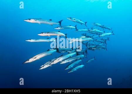 Swarm of fish Blackfin barracuda (Sphyraena qenie), swimming in blue water, Pacific Ocean, Sulu Lake, Tubbataha Reef National Marine Park, Palawan Stock Photo