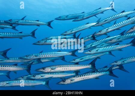 Swarm of fish Blackfin barracuda (Sphyraena qenie), swimming in blue water, close-up, Pacific Ocean, Sulu Lake, Tubbataha Reef National Marine Park Stock Photo